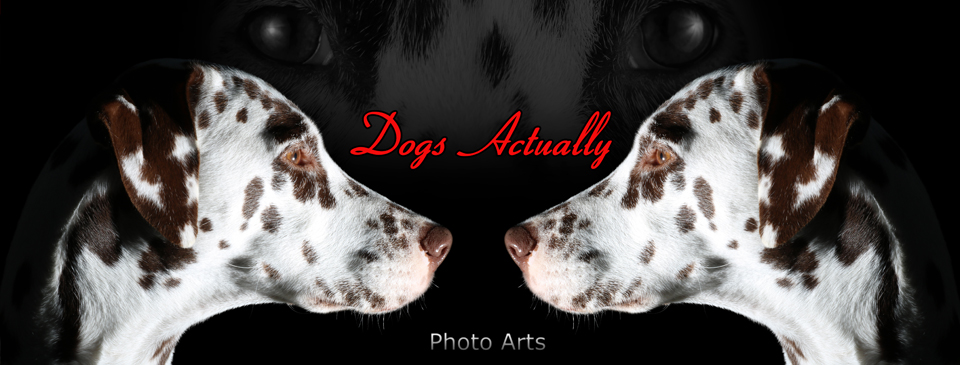 Dogs Actually Photo Arts