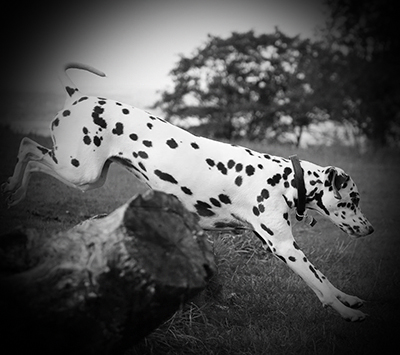 jumping Dalmatian